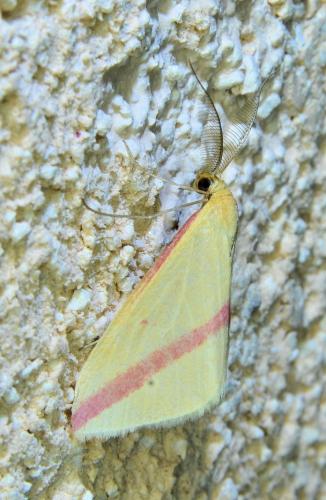 Rhodometra sacraria